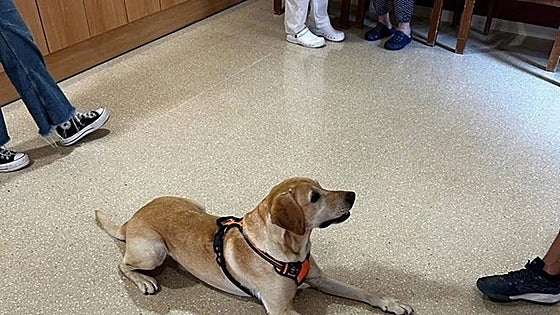 Aprodal association in Alhaurín launches pilot project with dogs as therapy for people with disabilities