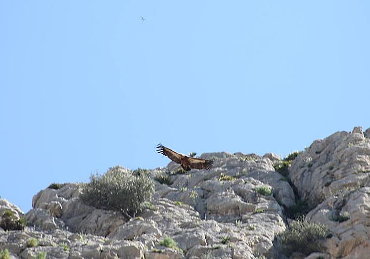 The Eurasian griffon vulture in the Desfiladero de los Gaitanes.