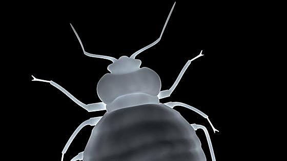 Bedbugs and other pests are back thanks to climate change