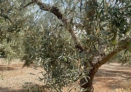 Olive trees on a farm in Antequera.