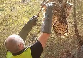 An officer free the Royal Owl.