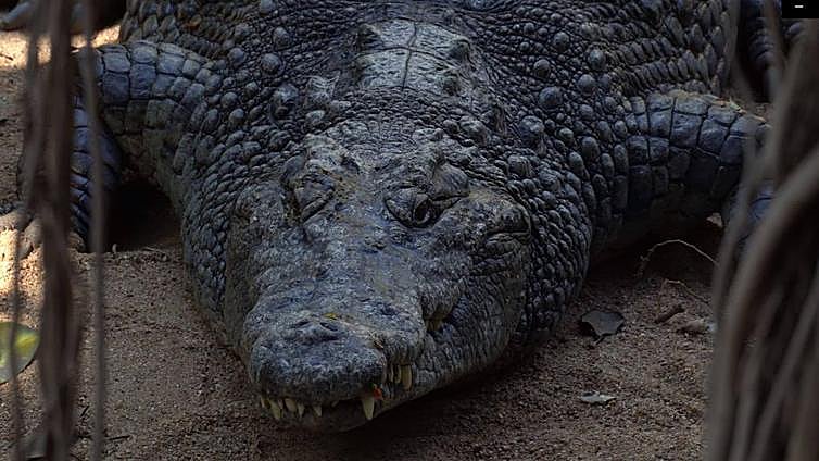 At more than three metres long and weighing in at 350 kilos: this is the Nile crocodile that has just arrived at Bioparc Fuengirola