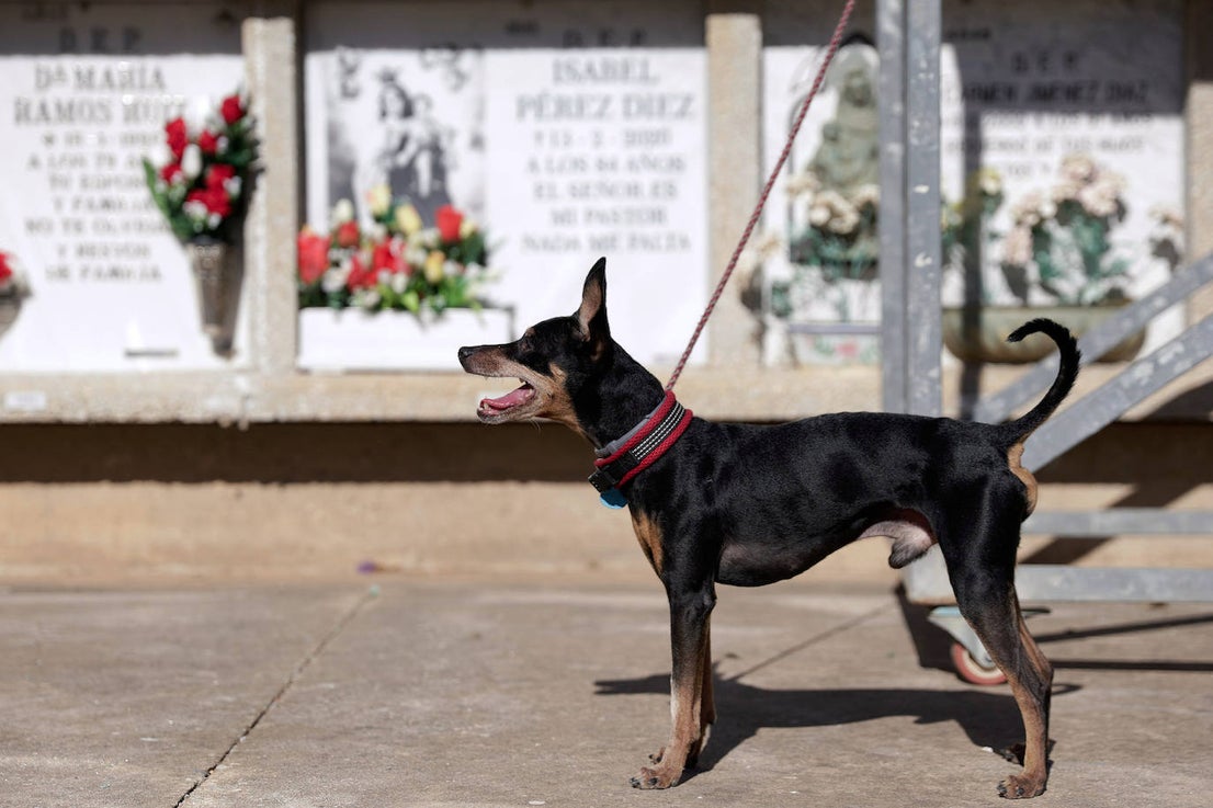 In pictures... people in Malaga pay their respects on All Saints' Day in the province's cemeteries
