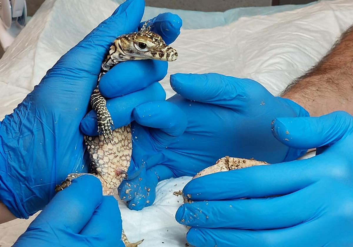 The story of Juanito, the Komodo dragon that hatched at Bioparc Fuengirola, and the sad secret the egg held