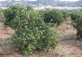 Citrus trees on a farm between Cártama and Pizarra.