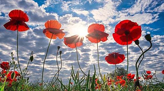 Remembrance services in the south of Spain and Gibraltar