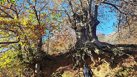 The Castaño Abuelo, one of the oldest trees in Malaga's copper forest