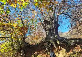 The Castaño Abuelo, one of the oldest trees in Malaga's copper forest