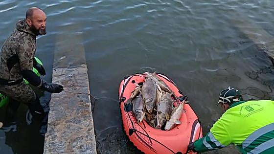 Almost 2,000 kilos of dead fish pulled from Malaga lake due to high concentration of salt in the water