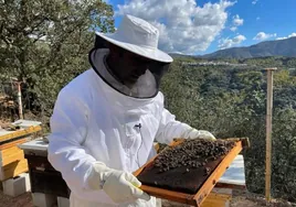 The best honey in the whole of Andalucía is from the Serranía de Ronda