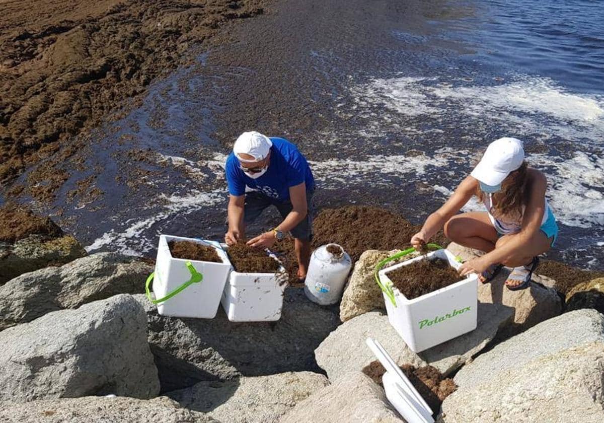 Civitas Puerto Banús enables pilot project in bid to protect rare limpet species from extinction
