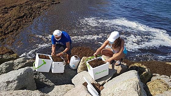 Civitas Puerto Banús enables pilot project in bid to protect rare limpet species from extinction