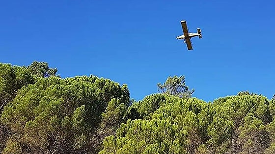 28,000 hectares of forest in Andalucía targeted for mass eradication of processionary caterpillars