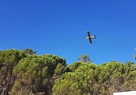 28,000 hectares of forest in Andalucía targeted for mass eradication of processionary caterpillars