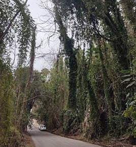 Paseo del Pan Triste, with an abundance of vegetation.