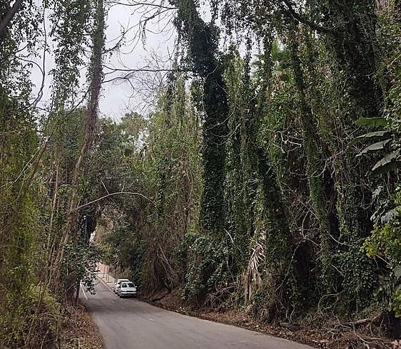 Torremolinos locals complain about trees and overgrown shrubs making road more dangerous