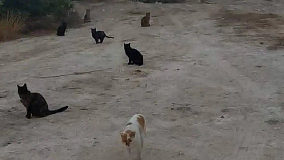 Construction of 1,200 new homes could be put on hold to protect 70 street cats in Spain