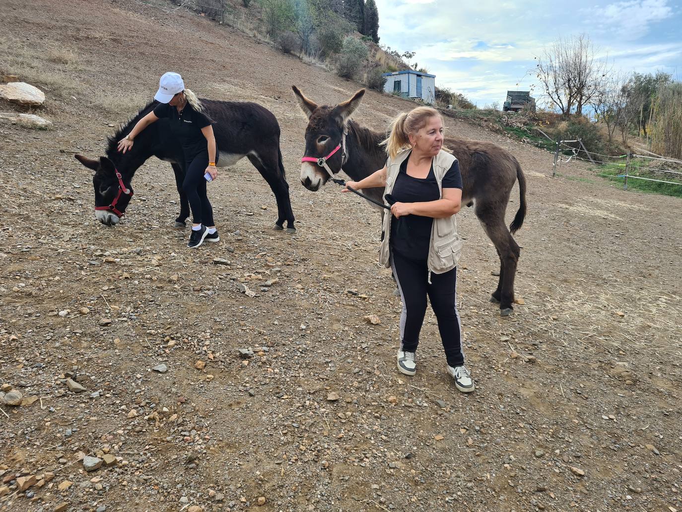 A group of employees from a tech AI company help out at a donkey sanctuary