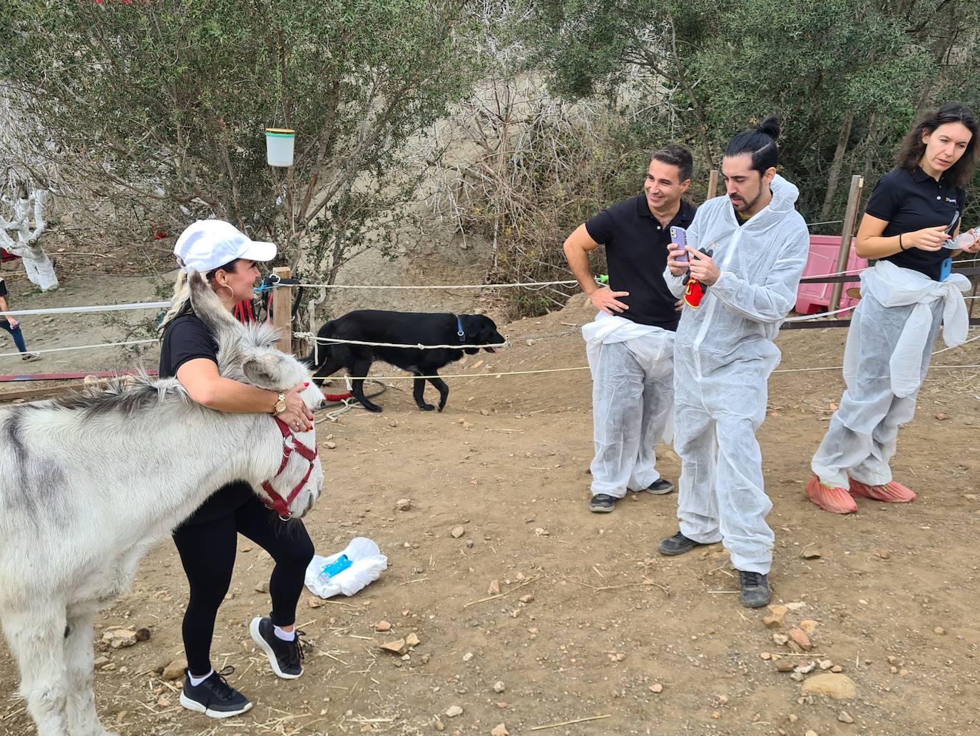 A group of employees from a tech AI company help out at a donkey sanctuary