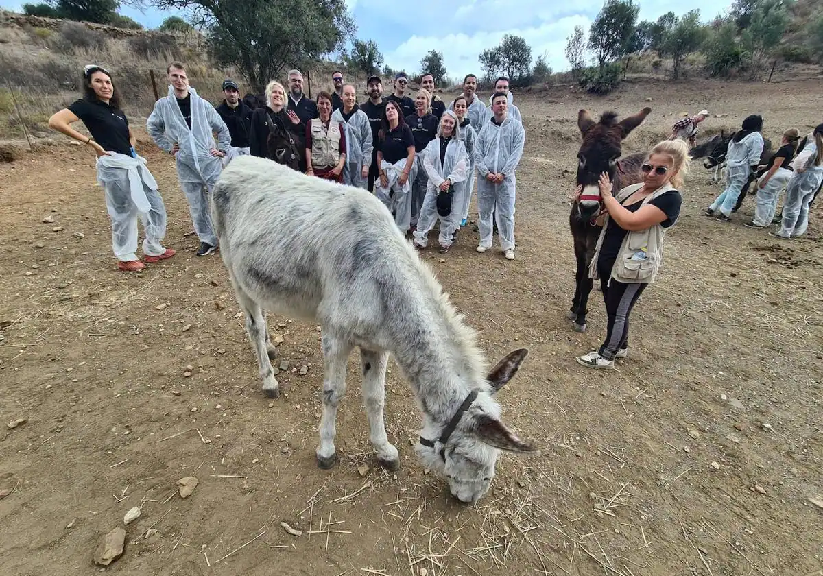 A group of employees from a tech AI company help out at a donkey sanctuary