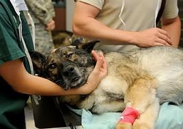 Contract for 24-hour vet service to attend to stray and abandoned animals put out to tender in Axarquía town