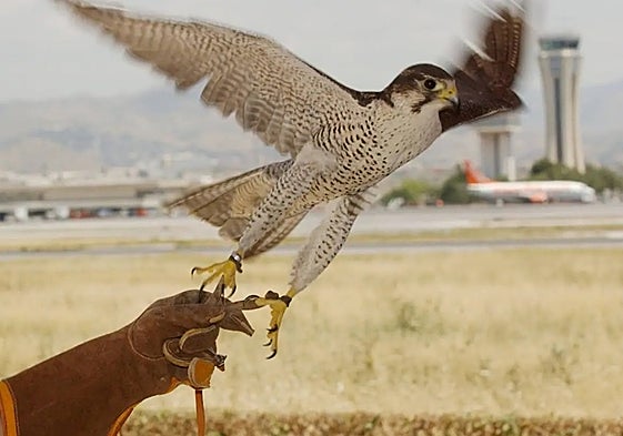 New flying squad to be hired to keep air traffic safe at Malaga Airport