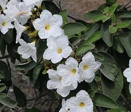 Cordia boissieri.