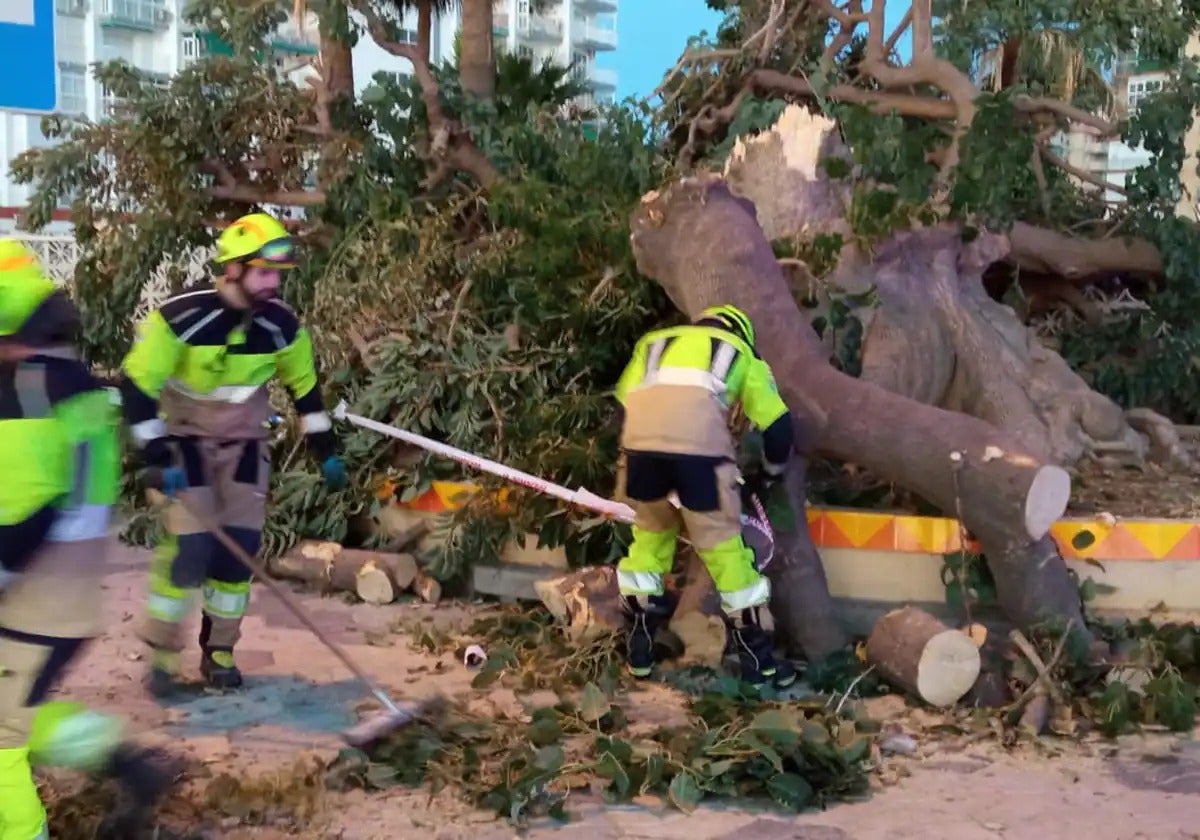 Iconic ombu tree that inspired famous Spanish poet gets the chop in Benalmádena