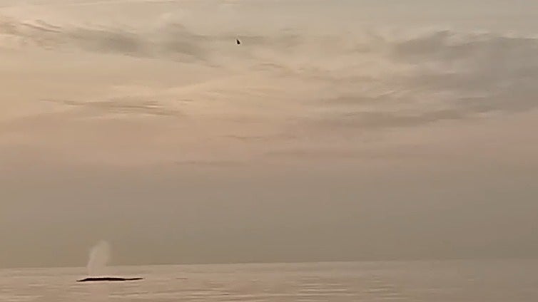This is the moment endangered whales were spotted swimming near the shores of the Costa del Sol