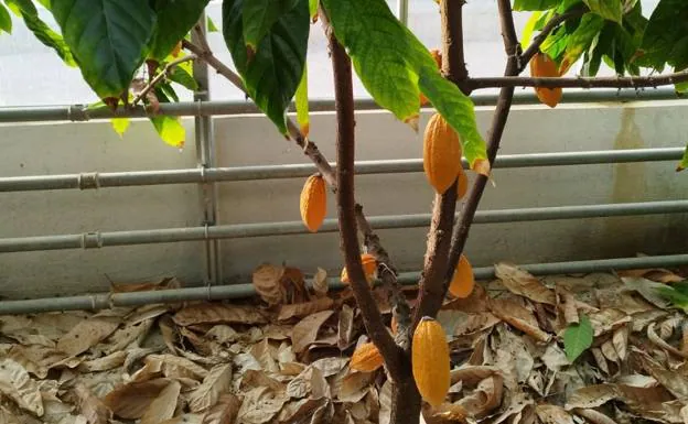 One of the cocoa plants at the Algarrobo research centre 