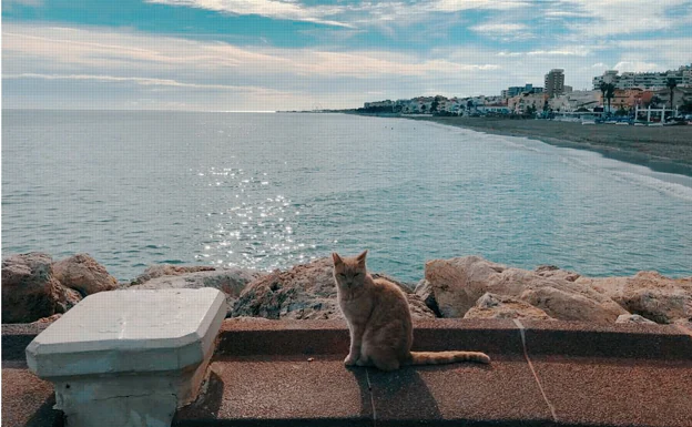 Caring for the street cats in Torremolinos