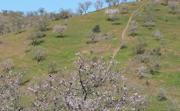 Many trees in bloom can be seen on the ascent to Santi Petri. 