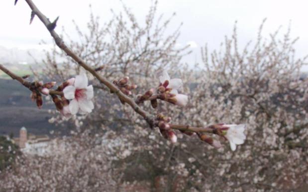 Almond blossom is a common sight around Casabermeja in winter time. 