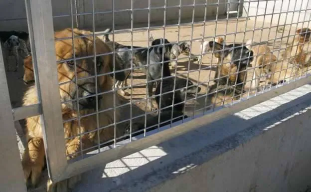 Number of abandoned dogs in Malaga shelter skyrockets as rise in living costs bites