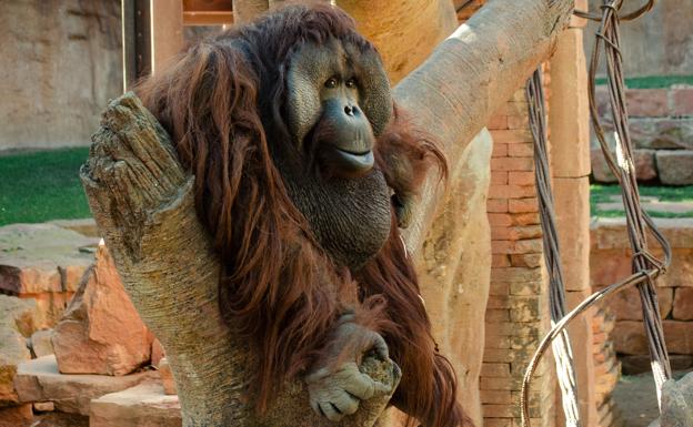 Peek, the Bornean orangutan at Bioparc Fuengirola, dies of heart failure