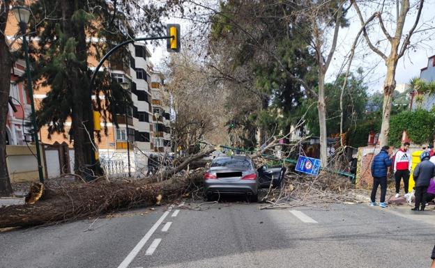 A fallen tree on a car that was driving through the Pedregalejo district of Malaga this morning.