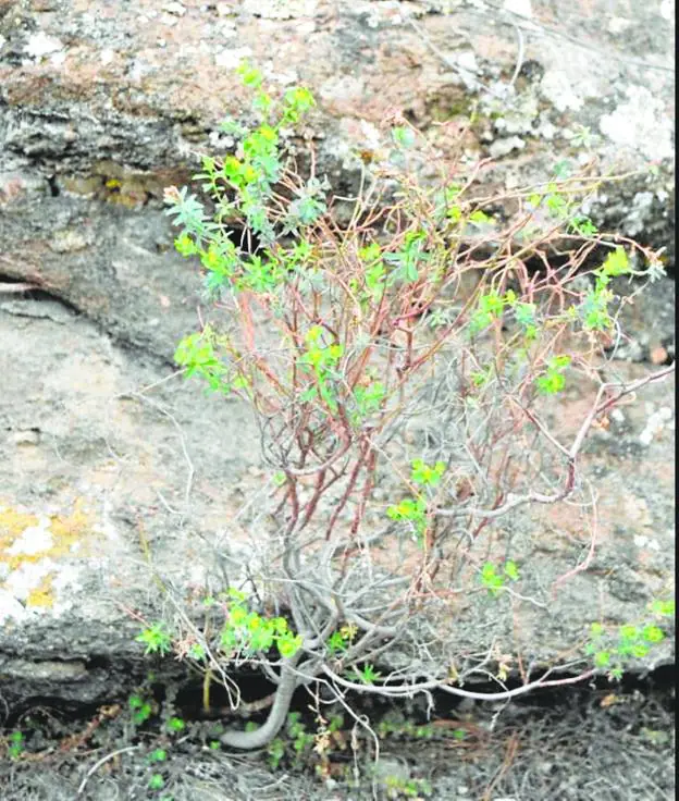 New plant identified in rare find on province&#039;s moutainsides