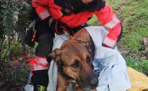 Firefighters dried the dog off with a towel after pulling it out of the water 