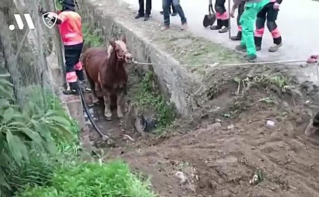 Firefighters and locals helped to get the mare out of the ditch. 