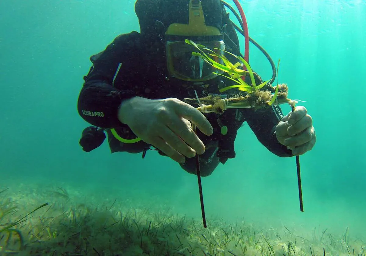 Invasive algae and rising temperatures threatening vital marine ecosystems for sea life along Costa del Sol