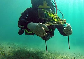 A diver shows a Posidonia specimen during a replanting campaign.