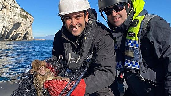 Sad ending after trapped macaque rescued by boat from cliff in Gibraltar