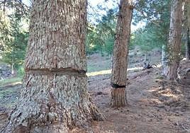 Some of the damaged trees.