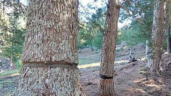 Dozens of cedar trees in the Sierra de las Nieves, some of them almost 100 years old, damaged in two attacks