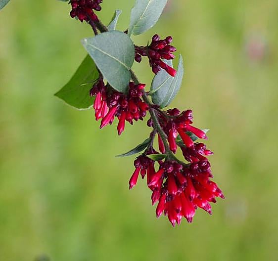 Recommended for your garden in the south of Spain: Cestrum elegans