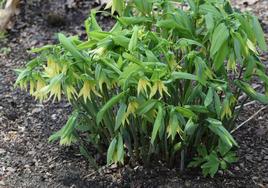 Uvularia grandiflora.