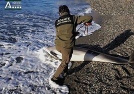 The bottlenose dolphin found washed up on a beach near Nerja this week.