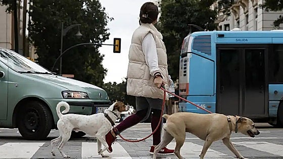 Can you really be fined if you don't carry a bottle with water and soap while walking your dog in Malaga?