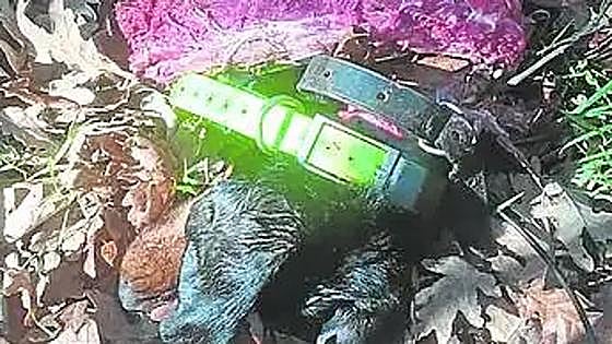 Spanish hunter claims wolves killed his dog in the middle of a hunt