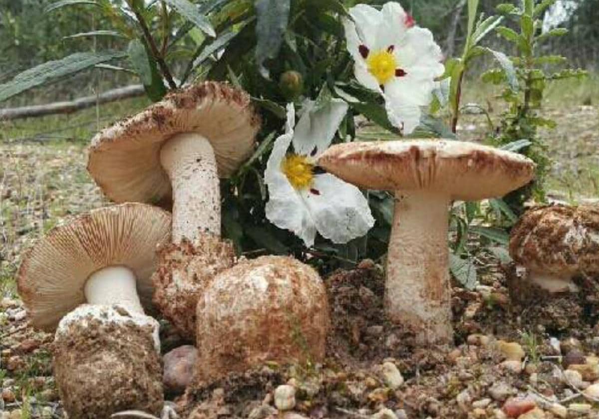 The &#039;gurumelo&#039;: a winter prize for wild mushroom hunters in Andalucía